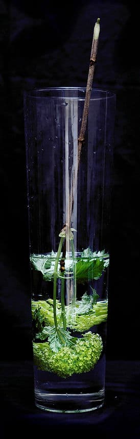 Groenmatroos strong Cropped.jpg